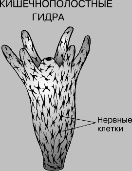 Кракен сайт kr2web in цены